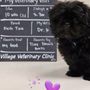Photo of Village Veterinary Clinic