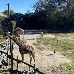 Great giraffe exhibit Great giraffe exhibit