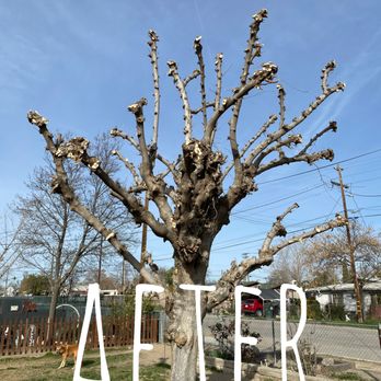 Cal-Tree Services and Landscaping - They always look a bit sad right after, but in a few months they'll be throwing shade. - Tree Services Near Me - Bakersfield, California Cal-Tree Services and Landscaping - They always look a bit sad right after, but in a few months they'll be throwing shade. - Tree Services Near Me - Bakersfield, California