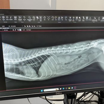 911 Vet Care - Dr explained this in great detail. - Veterinarians Near Me - Lancaster, California 911 Vet Care - Dr explained this in great detail. - Veterinarians Near Me - Lancaster, California