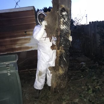 American Structural Pest Control West - A massive Beehive!!!! - Pest Control Near Me - Torrance, California American Structural Pest Control West - A massive Beehive!!!! - Pest Control Near Me - Torrance, California
