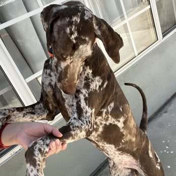88 Pet Spa - After the transformation love it! - Pet Groomers Near Me - Reseda , California