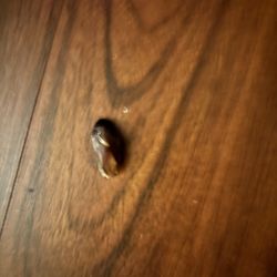 Cook's Pest Control
