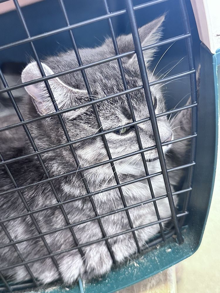 Crossroads Veterinary Clinic Image