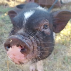 Miller County Fair - Petting zoo