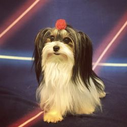 Wags and Wiggles Dog Grooming
