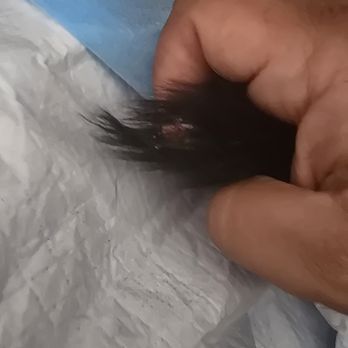 Galloway Cat Clinic - My cats tail he bit up - Veterinarians Near Me - Torrance, California