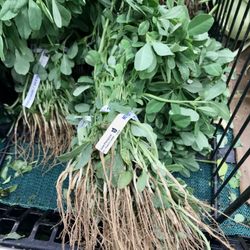 Yours Food Mart - peanut leaves
