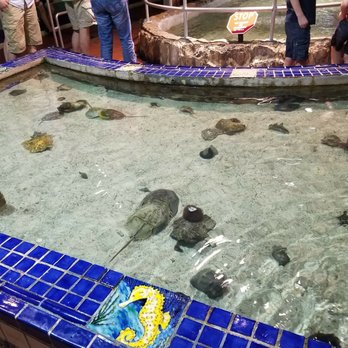 Key West Aquarium - This aquarium was hands on and interesting. Check out the stingrays! - Aquariums Near Me - Key West, Florida