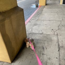 Cigar and Tobacco - Walking my dog around the plaza
