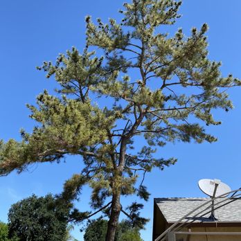 Affordable Arborist - Tree Services Near Me - Vacaville, California
