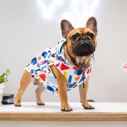 Toiffer Pet Outfitter