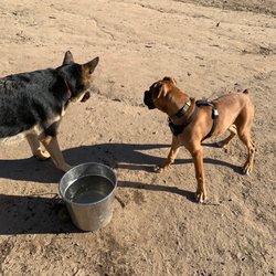 C-bar-C Park Dog Park - There are water buckets all around the park