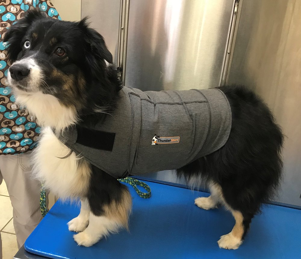 WOODLAND VETERINARY CENTER 16 Photos 1943 S Woodland Ave, Michigan