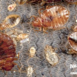 Inman-Murphy Termite & Pest Control