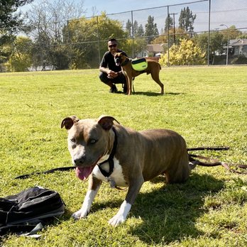 First Class Boarding &Training - Final day - resting before we left. - Pet Boarding Near Me - Diamond Bar, California First Class Boarding &Training - Final day - resting before we left. - Pet Boarding Near Me - Diamond Bar, California