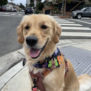 A Pups Dream Dog Grooming - Pet Groomers Near Me - Long Beach, California
