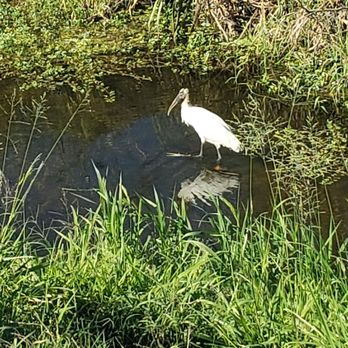 Celery Fields - Glorious wood stork - Hiking Near Me - Sarasota, Florida