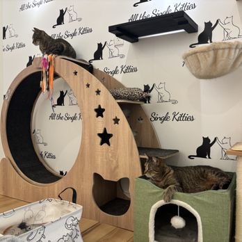All The Single Kitties - Themed Cafes Near Me - Old Saybrook, Connecticut All The Single Kitties - Themed Cafes Near Me - Old Saybrook, Connecticut