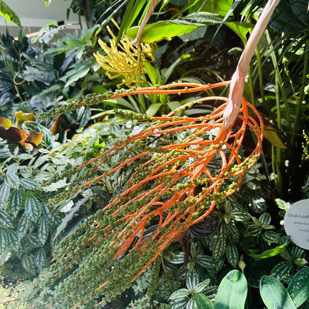 Amazon Spheres - Botanical Gardens Near Me - Seattle, Washington Amazon Spheres - Botanical Gardens Near Me - Seattle, Washington