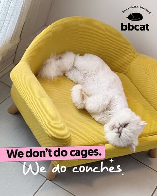 Thoughtful Cat Boarding - bbcat is a home-based, cage-free, cat-only boarding.

We provide daily grooming, play and wellness checks.

We share daily pictures, videos and updates while you are away from your baby cat!

Schedule your call now!