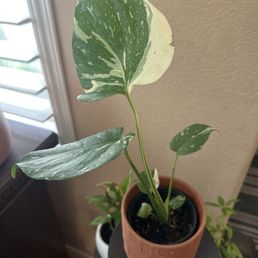 Thai Con Monstera Thai Con Monstera