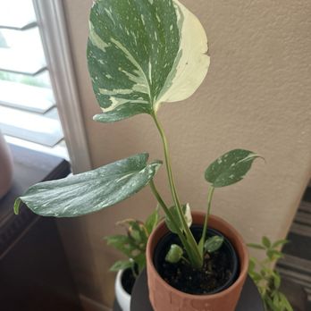 The Growing Groves Plant Shop - Thai Con Monstera - Nurseries & Gardening Near Me - Davis, California The Growing Groves Plant Shop - Thai Con Monstera - Nurseries & Gardening Near Me - Davis, California