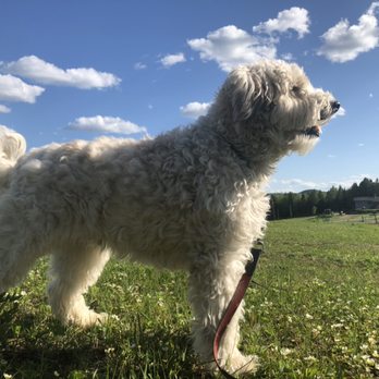 Ferme Duquette - Pension pour chiens dans Les Laurentides. Ici Max en fin d'après midi dans le champ. - Pet Boarding Near Me - Val-David, Quebec Ferme Duquette - Pension pour chiens dans Les Laurentides. Ici Max en fin d'après midi dans le champ. - Pet Boarding Near Me - Val-David, Quebec