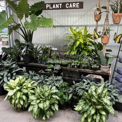 Twin Oaks Nursery & Supply - Newly Remodeled Store and new houseplants!