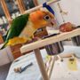 Photo of Bird Jungle