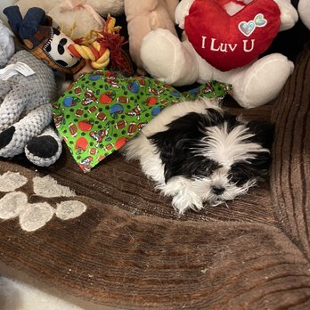 TrueCare for pets - Puppy - Veterinarians Near Me - Studio City, California TrueCare for pets - Puppy - Veterinarians Near Me - Studio City, California