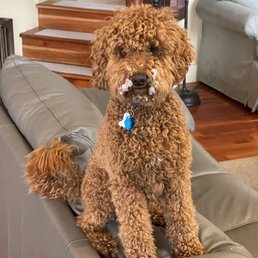 My dog before being groomed
