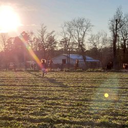 Timberlyn Farms'