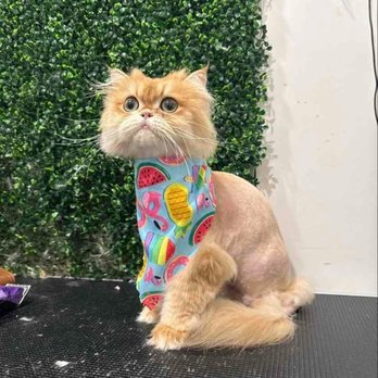 Doggy Cat Boutique - Pet Stores Near Me - Lomita, California Doggy Cat Boutique - Pet Stores Near Me - Lomita, California