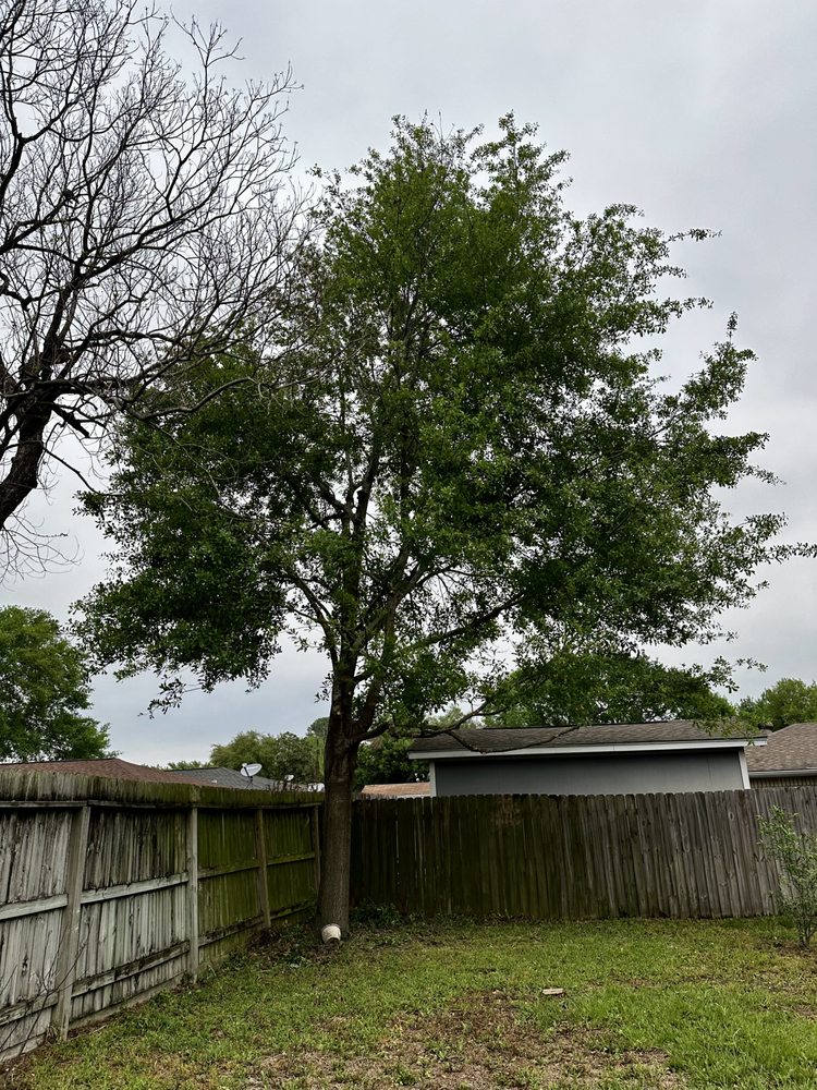 ROOTS AND BLOOMS TREE SERVICES - Updated June 2026 - Request a Quote ...