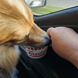 Freddy's Frozen Custard & Steakburgers - Lovin' the pup cup!
