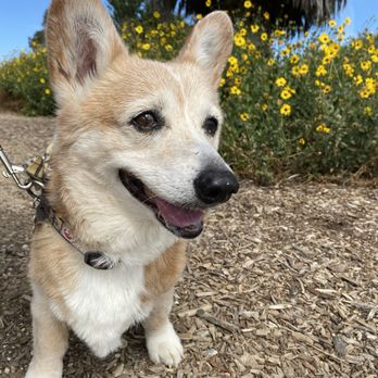 Dr Marchi - Pet Euthanasia at Home - My sweet boy, Ande  Thank you for sharing your life with us. - Veterinarians Near Me - Long Beach, California