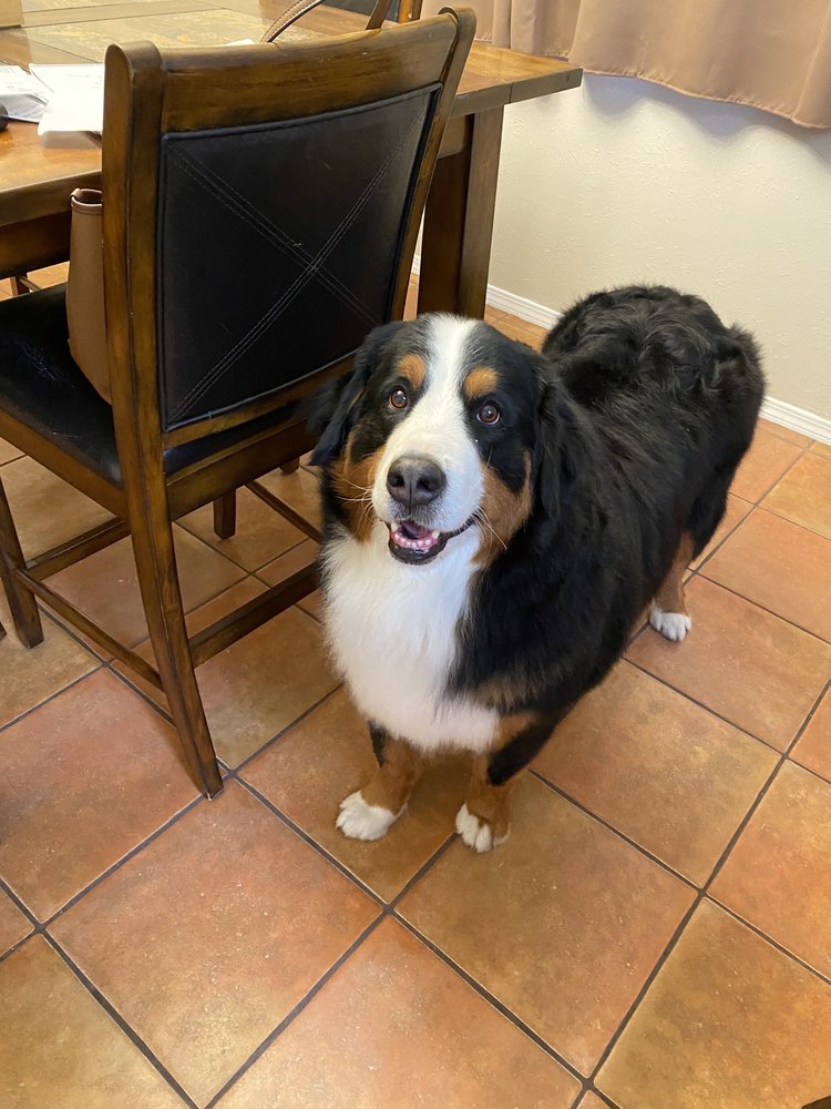 WAGGINTAILS DOG GROOMING Updated October 2024 33 Photos & 12