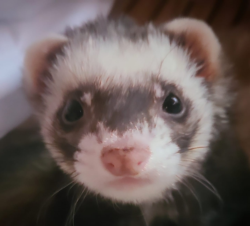 Funny Ferret Business - social services organization in Grand Rapids, MI