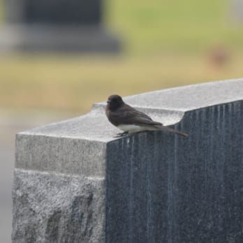 LaVerne Cemetery - The Gee Bird - Funeral Services & Cemeteries Near Me - La Verne, California LaVerne Cemetery - The Gee Bird - Funeral Services & Cemeteries Near Me - La Verne, California