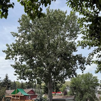 Alberta Tree Masters - Before, with broken branches - Tree Services Near Me - Calgary, Alberta Alberta Tree Masters - Before, with broken branches - Tree Services Near Me - Calgary, Alberta