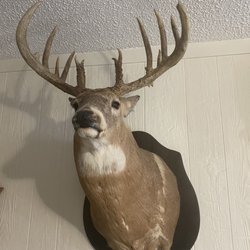 Pee Wee's Taxidermy - Deer mount
