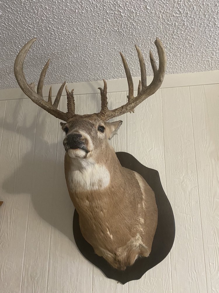 Pee Wee's Taxidermy - taxidermy in Marrero, LA