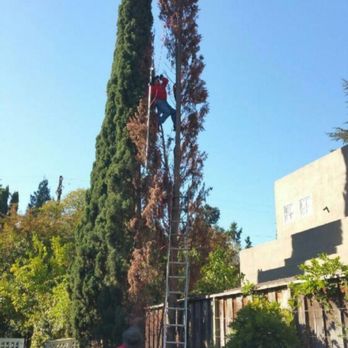 Melek Landscape Management - a man on a ladder trimming a tree - Gardeners Near Me Melek Landscape Management - a man on a ladder trimming a tree - Gardeners Near Me