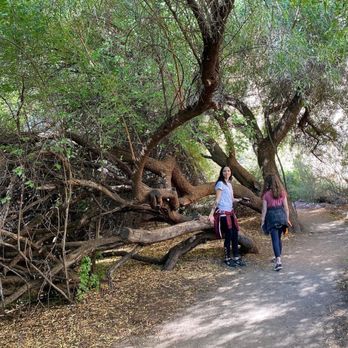 Boyce Thompson Arboretum - Botanical Gardens Near Me - Superior, Arizona Boyce Thompson Arboretum - Botanical Gardens Near Me - Superior, Arizona