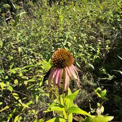Eloise Butler Wildflower Garden and Bird Sanctuary