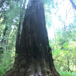 Simpson Reed Grove Trail - Great easy hikes with kids. Be careful with RVs over 30ft. No parking with the exception of roadside.