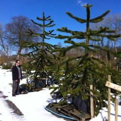 Beech Grove Nursery - Monkey Puzzle