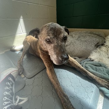 SPCA OF WAKE COUNTY - Updated February 2026 - 60 Photos & 51 Reviews