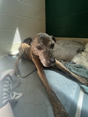 SPCA of Wake County by null